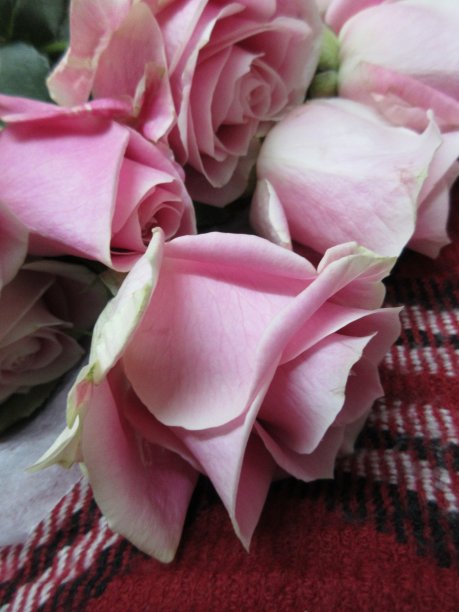 明亮的甜粉色玫瑰花束将于2021年关闭图片下载