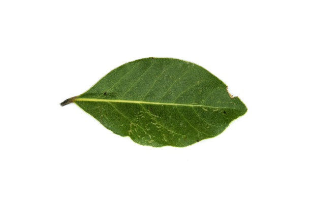 月桂叶孤立在白色背景图片下载