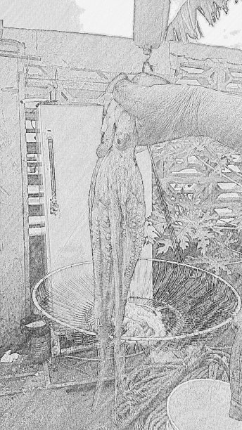 人的手拿章鱼很重图片下载