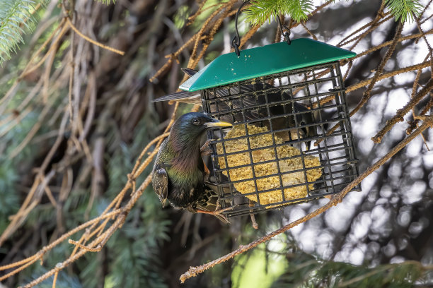 喂食器上的欧洲椋鸟图片下载
