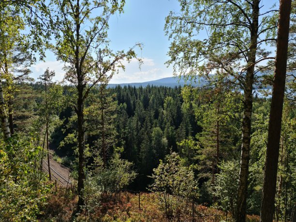 夏天的森林图片下载