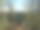 夏天的森林图片下载