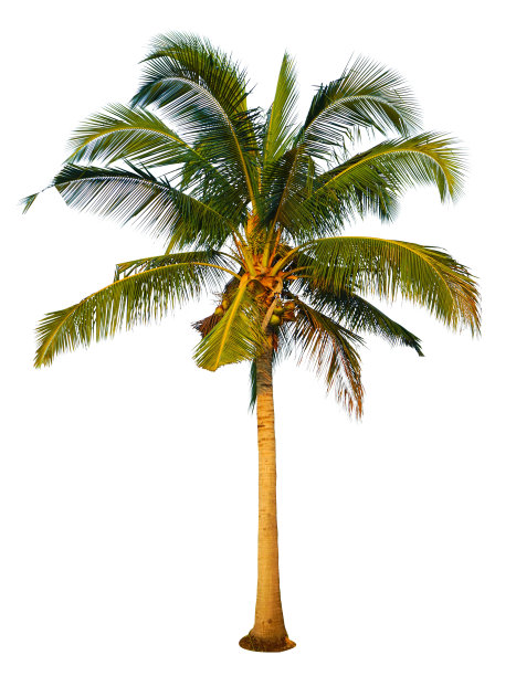 香蕉树孤立在白色背景图片下载