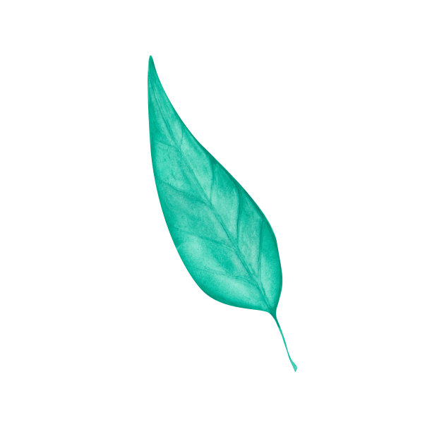 水彩叶子孤立在白色的背景。手绘热带树叶插图。绿色的花卉剪纸艺术。植物对象。单一的茶叶。明亮的新鲜部分的树打印。图片下载