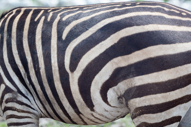 斑马的皮毛特写照片。能看到头发和皮肤的细节。图片下载