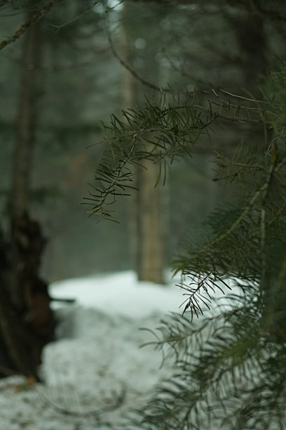 山雾森林特写图片下载