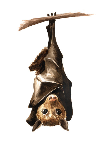 蝙蝠倒挂在树枝上。手绘水彩插图，孤立在白色背景图片下载