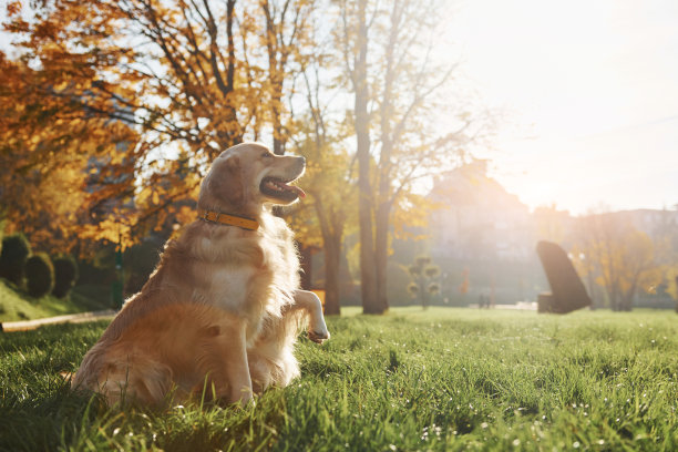 美丽的阳光。两只美丽的金毛寻回犬一起在公园里散步图片下载