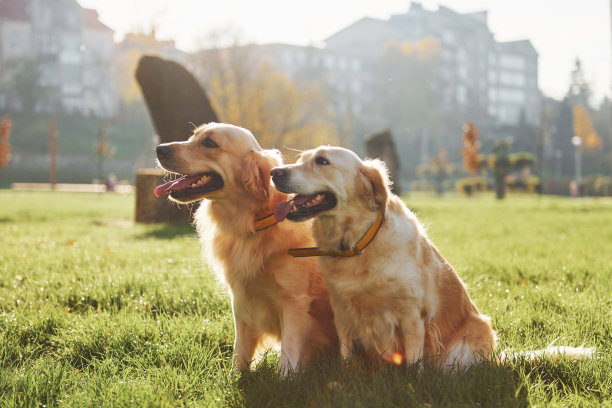 两只美丽的金毛寻回犬一起在公园里散步图片下载