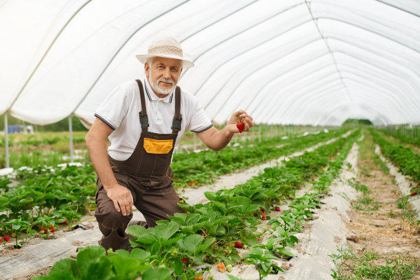 成年男子在温室里收获成熟的草莓。图片下载