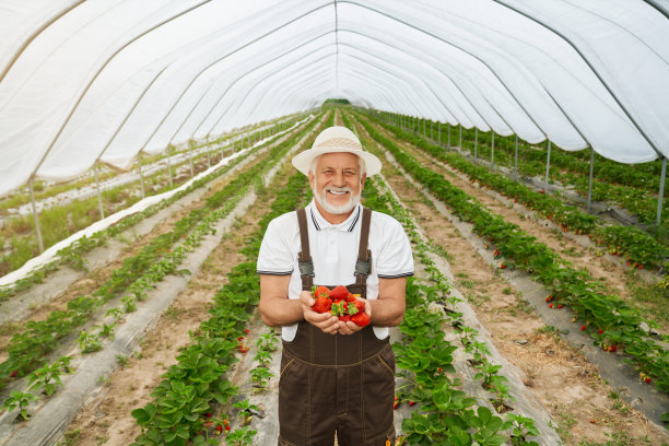 男人手里拿着刚收获的草莓。图片下载