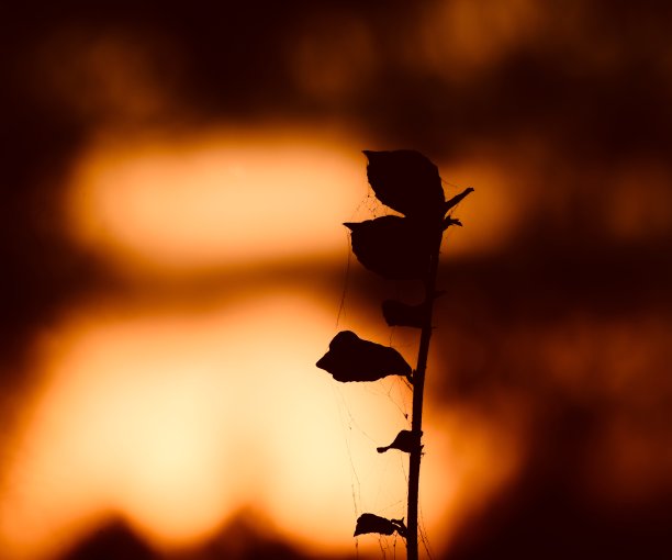 剪影树叶独特的自然股票照片图片下载