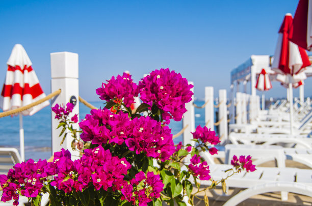 夏日海滩度假的概念。九重葛在阳光明媚的沙滩上盛开，白色的伞和蓝色的天空。休息、放松、度假、水疗、度假设计。有选择性的重点。图片下载