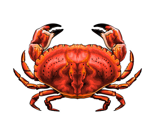 红蟹由水彩飞溅而成图片下载