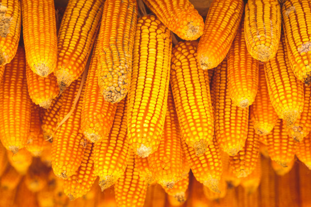 成熟的干黄玉米棒挂在屋顶上图片下载