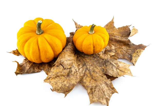 橙色的南瓜站在干燥的枫叶孤立的背景图片下载