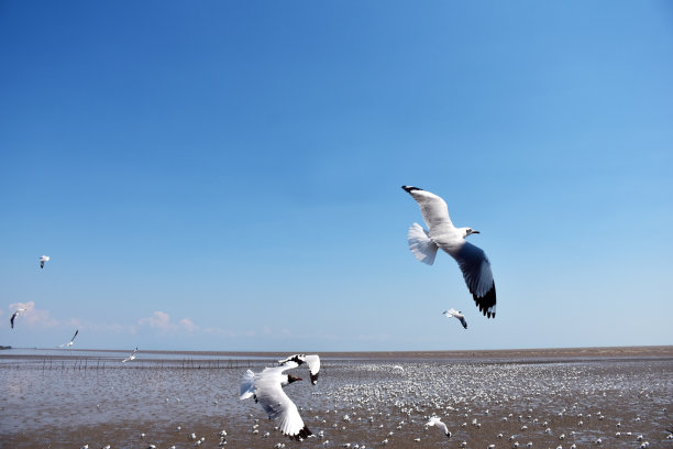 在泰国沙木普拉干Bangpu娱乐中心的海面上，海鸥在空中飞翔。图片下载