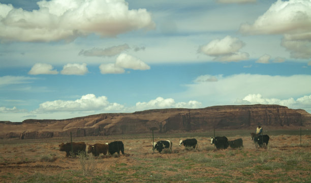 西南牛仔与牛图片下载