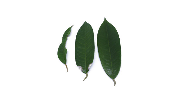 健康榴莲叶与受虫害影响的榴莲叶的区别图片下载