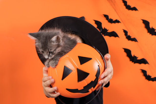 万圣节的孩子和猫。一个身穿女巫服装的学前班男孩拿着一个橘色背景上有一只猫的南瓜。图片下载