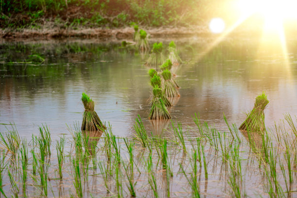 农村或农村有机农业农场田间种植的水稻图片下载