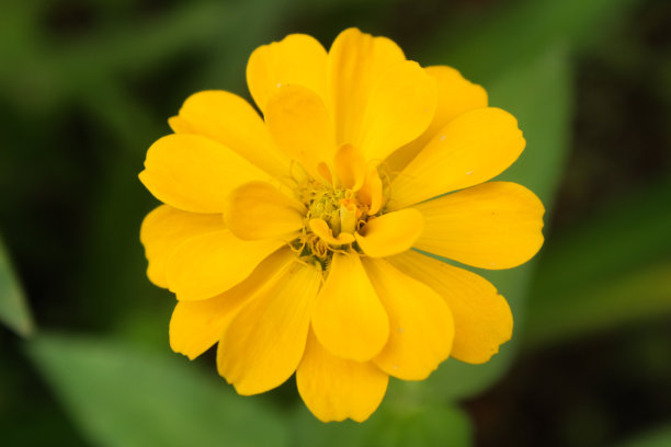 花园里开着黄色的花图片下载