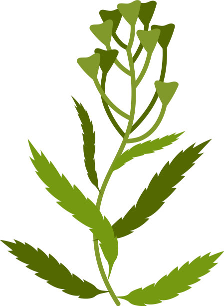 白色背景下的植物特写镜头图片下载