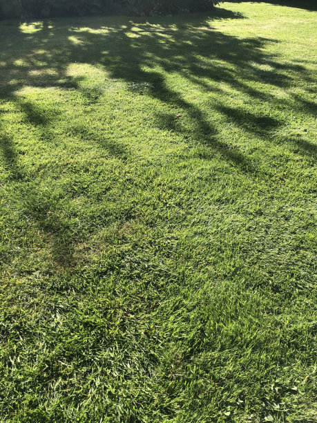 夏天花园草坪上树影婆娑图片下载