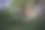 日落时分森林里的一棵橡树，一棵老树图片下载