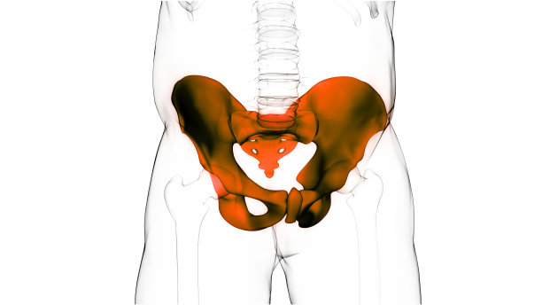 人体骨骼系统骨盆带骨关节解剖学图片下载