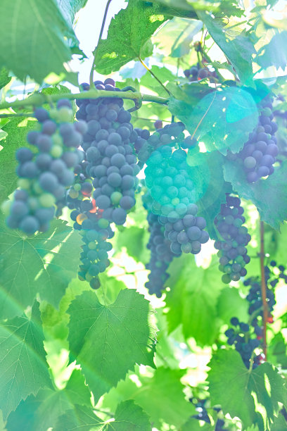 一串葡萄准备在葡萄园里采摘，种植的概念图片下载