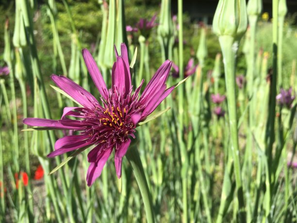 风景如画的鲜花和奇异的植物在圣加尔植物园，圣加仑-瑞士图片下载