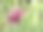 风景如画的鲜花和奇异的植物在圣加尔植物园，圣加仑-瑞士图片下载