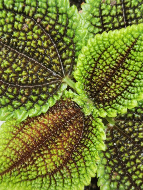 Pilea植物图片下载