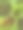Pilea植物图片下载