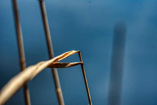 极简的竹子照片与背景模糊效果图片下载