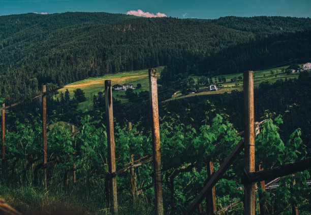 Trentino Alto Adige葡萄园的天空视图图片下载