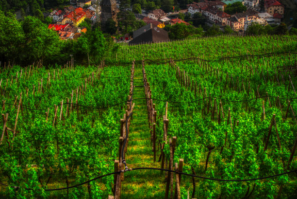 Trentino Alto Adige葡萄园的天空视图图片下载