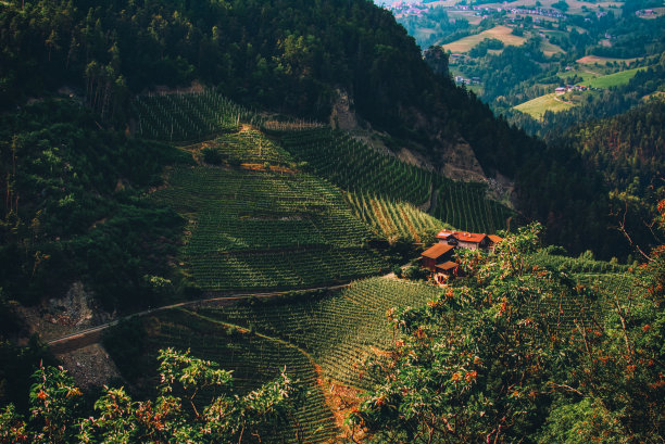 Trentino Alto Adige葡萄园的天空视图图片下载