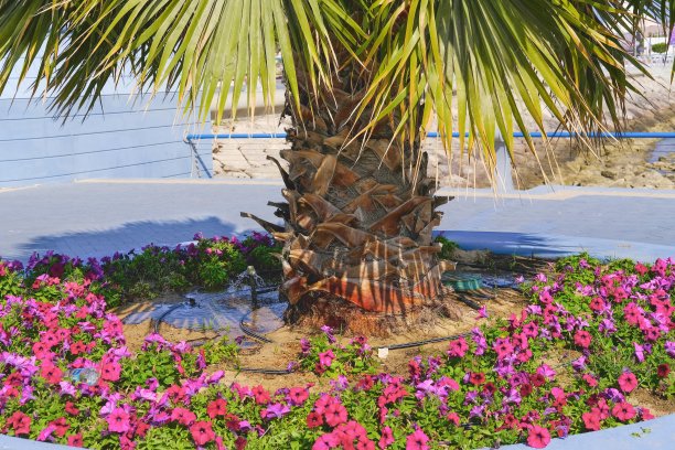 在干旱干燥气候的炎热的中东国家给棕榈树浇水、保湿和喷洒的过程图片下载