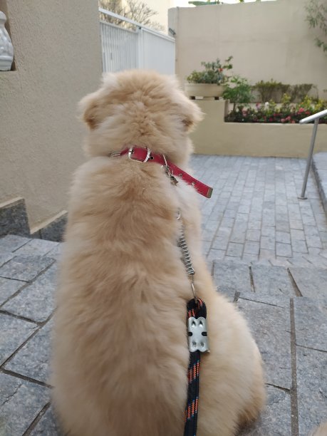 一只被皮带拴住的金毛寻回犬的后背图片下载