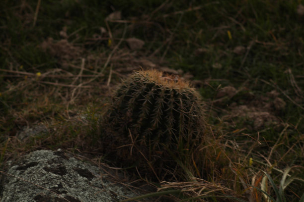 仙人掌图片下载