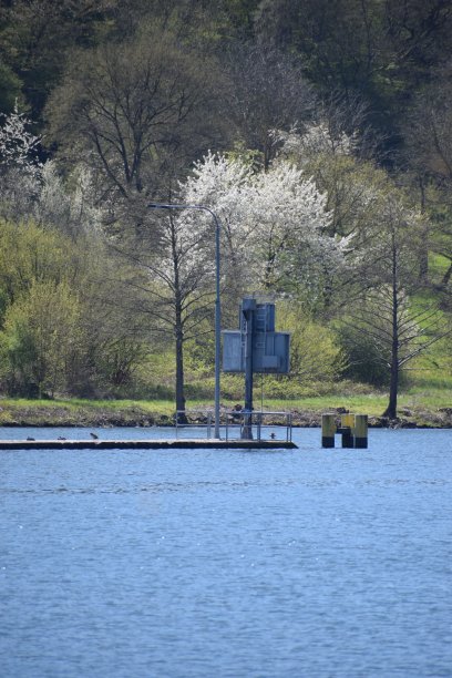 小岛上一棵白色开花的树图片下载