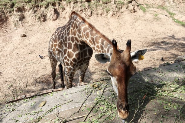开放动物园里的长颈鹿图片下载
