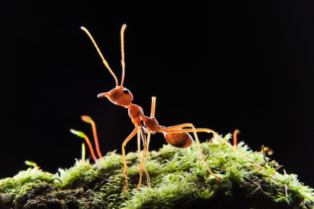 蚂蚁或欧乔菲拉祖母绿图片下载