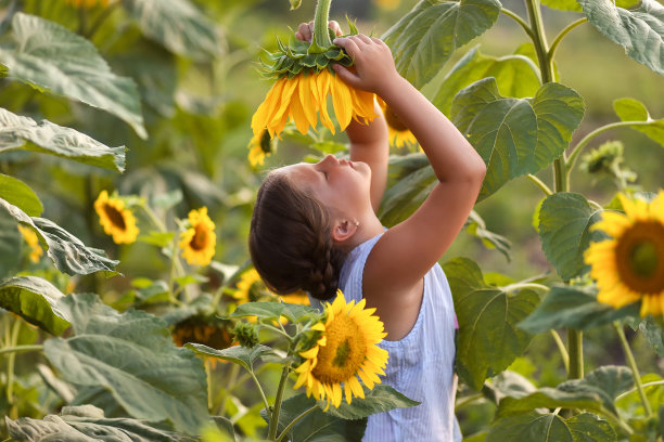 美丽快乐的女孩与向日葵一起享受大自然，欢笑着夏日向日葵田。阳光，阳光，灿烂的太阳。高质量的照片。图片下载
