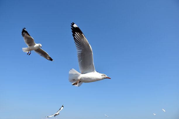 在泰国沙木普拉干Bangpu娱乐中心的海面上，海鸥在空中飞翔。图片下载