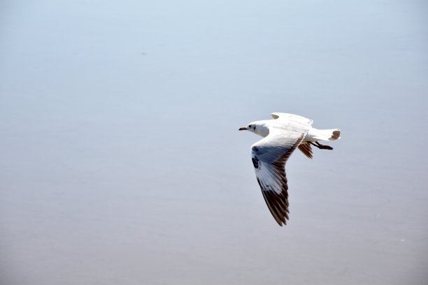 在泰国沙木普拉干Bangpu娱乐中心的海面上，海鸥在空中飞翔。图片下载