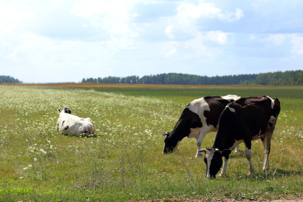 早餐、午餐和休息图片下载