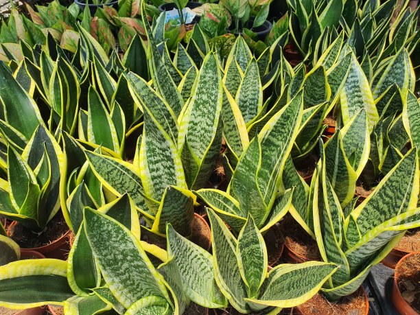 Sansevieria分布在非洲、马达加斯加、印度和东印度群岛的热带和亚热带地区。肉质植物是脆弱的，单叶，硬叶，绿色带黄色边缘。图片下载